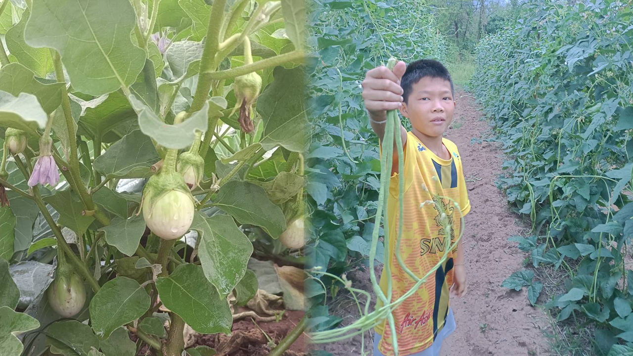 ปลูกผักอินทรีย์ วิถีพอเพียง